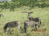 Zebra and Wildebeast travel together because each have diferent hightened senses that when combined means lincreased survival