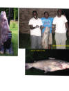 Monster Spillway CatFish 30+ lbs