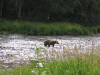 Bear Looking For Lunch on our side of the river (And we are trying not to be it)
